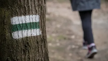 Mieszkańcy Będzina wskażą ważne lasy. Rusza mapa społecznych funkcji