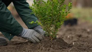 Od botanicznego spaceru do wspólnego drzewa. Ekologiczne warsztaty w Będzinie