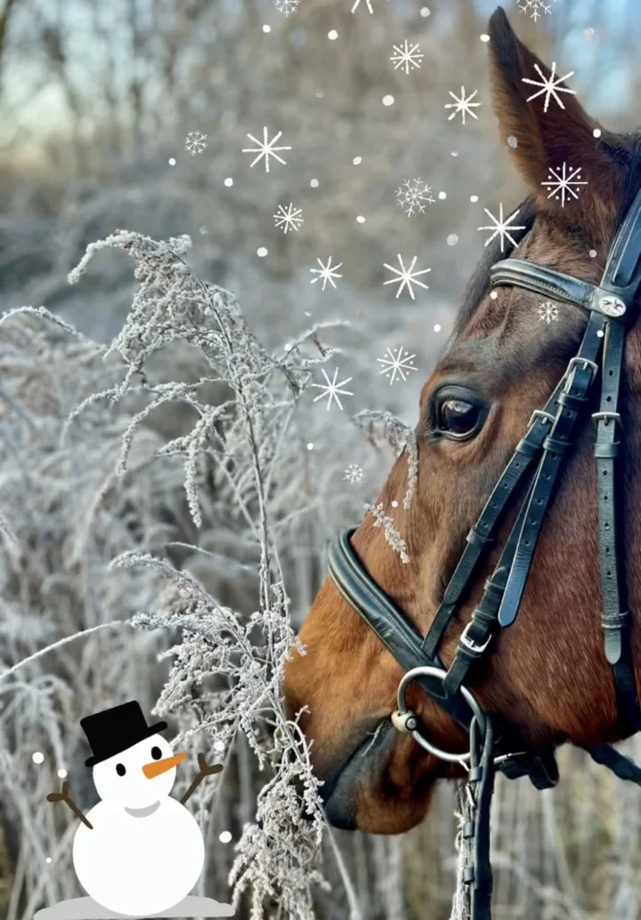 Grafika promocyjna wydarzenia Ferie zimowe w KJ AMIGO — półkolonie jeździeckie w Będzinie